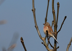 David Plant Photography - Wildlife Photographer - Linnet - B